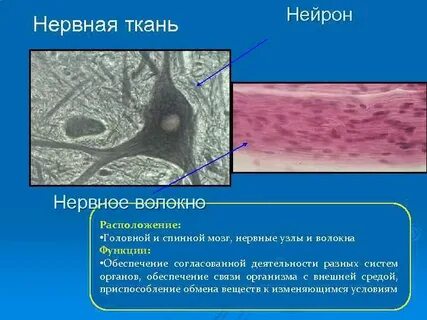 Виды волокон нервной ткани
