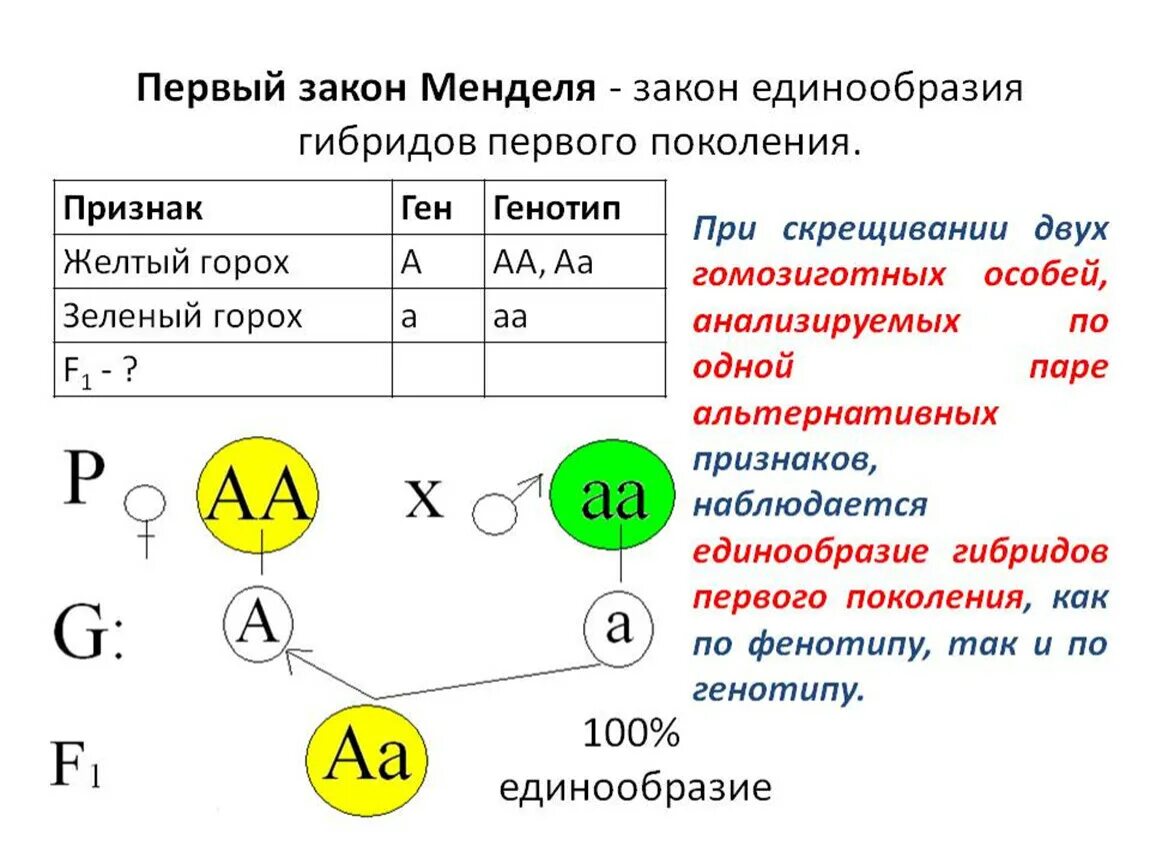 Гомозиготный генотип пример. Первый закон Менделя закон единообразия гибридов первого поколения. 1 Закон Менделя расщепление. Второй закон Менделя закон единообразия гибридов первого поколения. 1 Закон Менделя закон единообразия гибридов 1.