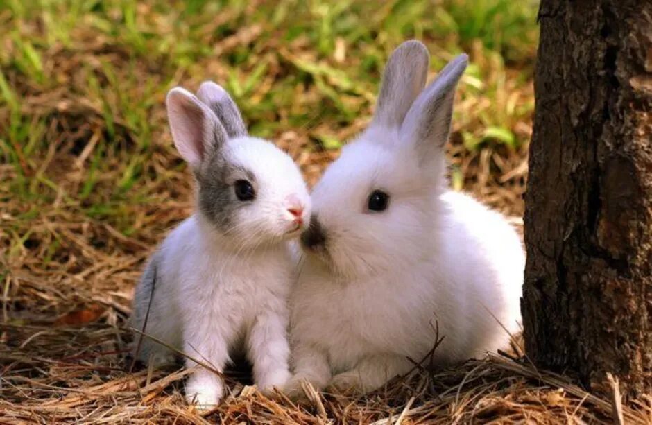 Bunny mommy nerch. Bunnies mommy. Bunnies mommy. Bunnies mommy. Кролики обнимашки.