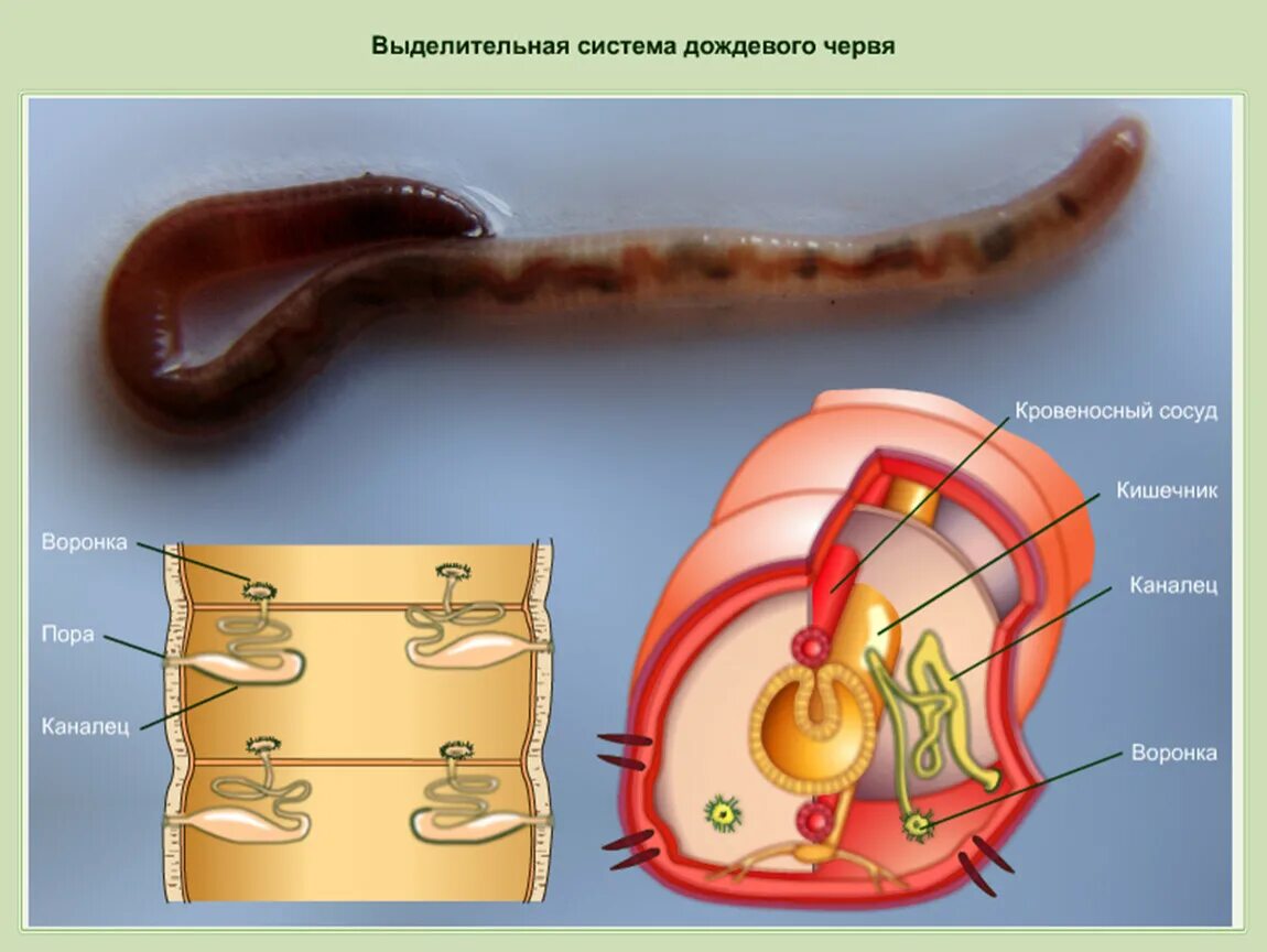Выделительная система кольчатых червей 7 класс. Органы выделительной системы кольчатых червей. Строение выделительной системы кольчатых червей. Кольчатые черви строение выделительная система. Есть ли у червяков