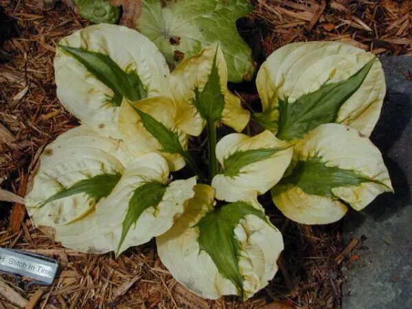 хоста полоска страйк редкая коллекционная. коллекционные хосты. хоста страйк кизуджи мини. хоста dracula. хоста трехцветная сорта.