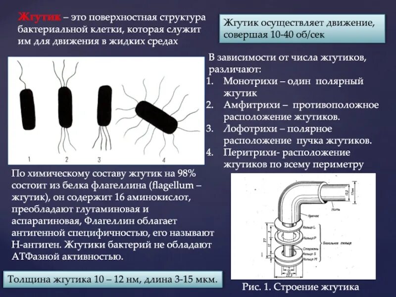 Строение жгутика бактериальной клетки. Жгутики бактериальной клетки функции и строение. Структура бактериальной клетки жгутики. Жгутики монотрихи. Передвижение бактерий