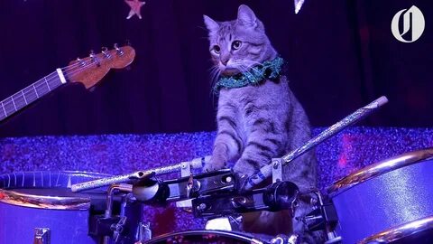 Rocking cat