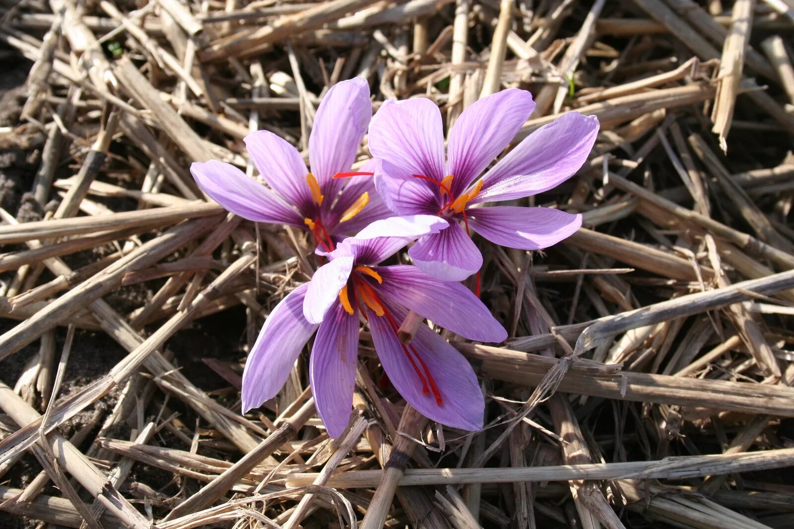 Шафран 7. Крокус Шафран посевной. Шафран специя Крокус. Шафран посевной (Crocus sativus). Крокус осеннецветущий Шафран посевной.