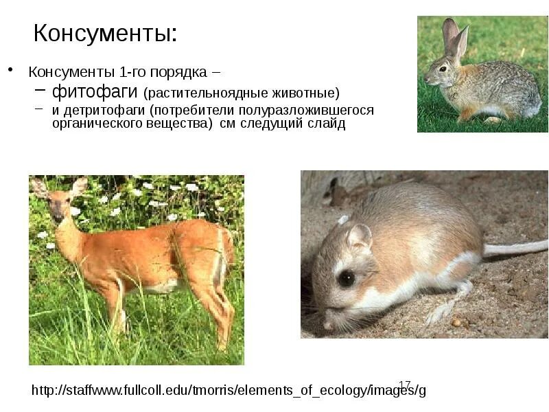 Плотоядные животные консументы. Травоядные консументы. Травоядные консументы. Растительноядные потребители. Травоядные консументы.