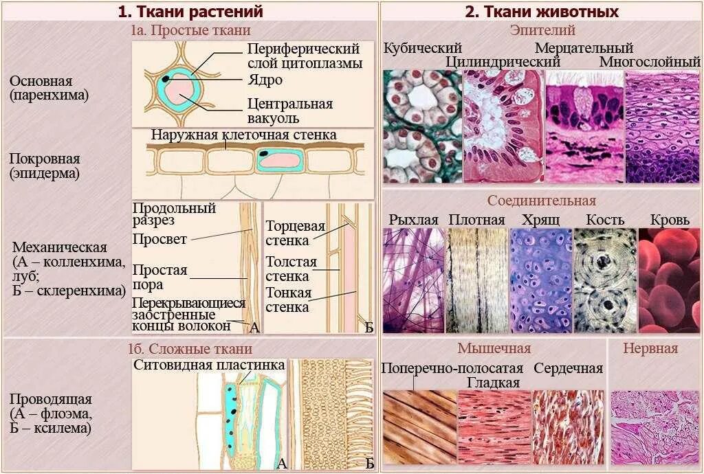 Виды тканей биология кратко