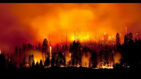 Wild fire