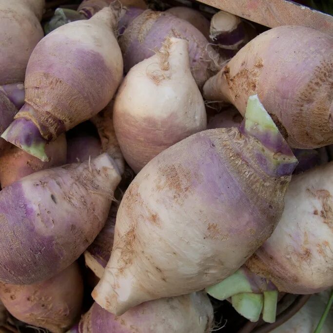 Брюква вильма. Брюква brassica napobrassica. Турнепс брюква. Корнеплоды турнепса. Брюква куузику.