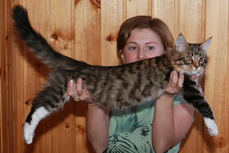 Вес котенка в 4. Мейн кун в 4.5 месяца. Мейн кун котенок 5-6 месяцев. Мейн кун вес в 5 месяцев кот. Вес Мейн куна.