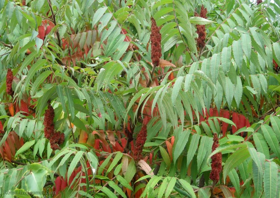 сумах оленерогий уксусное дерево. семена сумаха дубильного. сумак уксусник. сумах оленерогий. семена сумаха оленерогого.