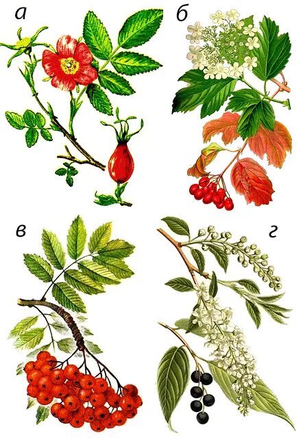 Лист рябины простой или сложный. Бузина черная рисунок. Черёмуха обыкновенная соцветие. Перистый лист парноперистые. Простой лист у черемухи рябины гороха картофеля.