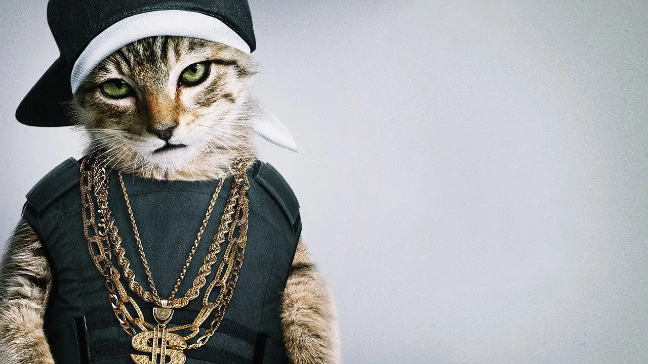 Кот репер мем. Крутые коты. Крутые котята. Рэперы с котами. Кот рэпер.