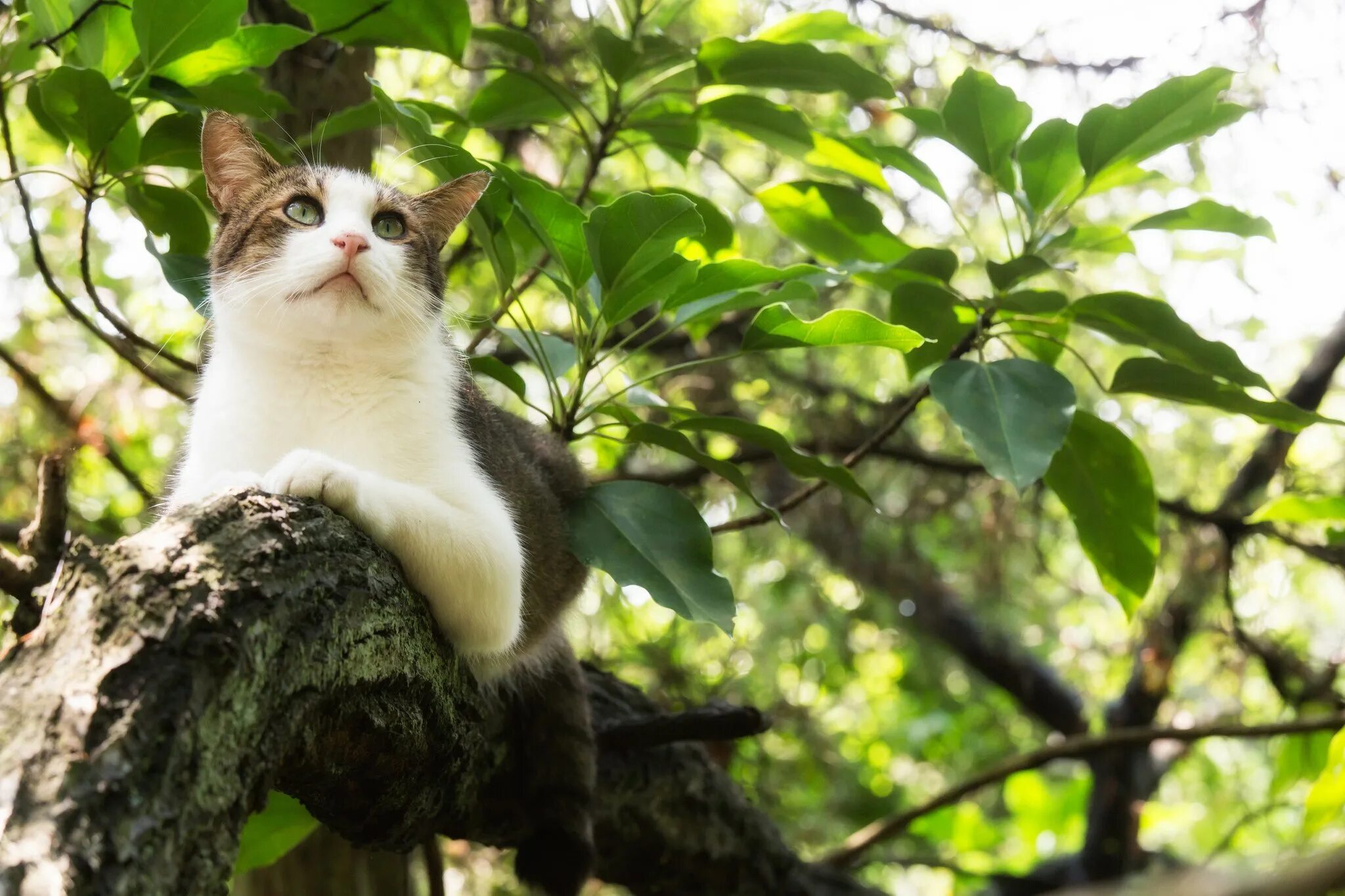 котенок на дереве. коты на деревьях. кот в дупле. рыжая кошка. кот сидит на дереве.