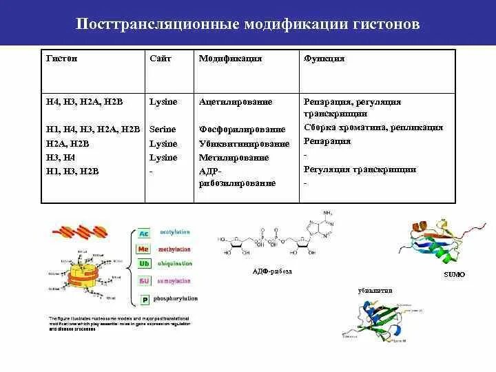 Связана с белками гистонами. Строение белков гистонов. Гистоны структура. Гистоны. Модификация гистонов. Белки гистоны характеристика.