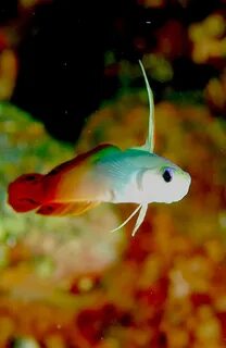 Fire fish