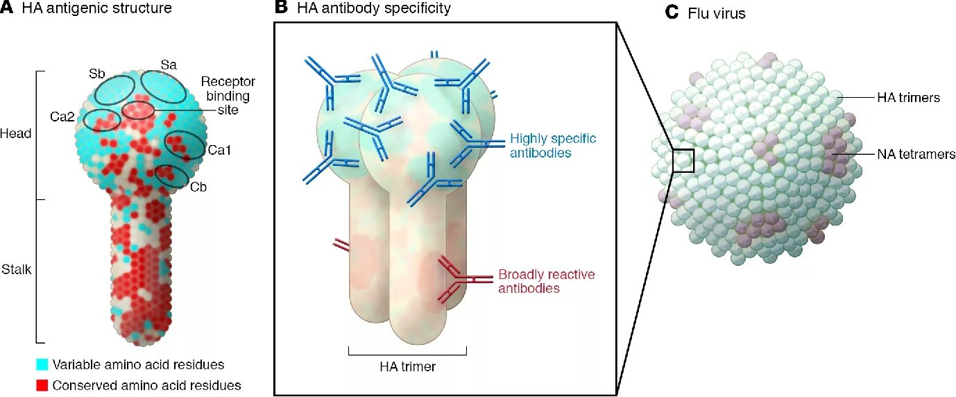 H3n. Antibody structure. influenza virus structure. структура n2. h3n2.