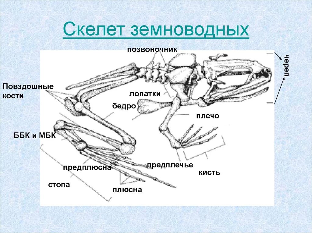 Чем различается скелет земноводных и пресмыкающихся. Строение скелета земноводных опорно двигательная система. схема строения скелета земноводных. опорно двигательная система земноводных амфибий. скелет лягушки отделы позвоночника.