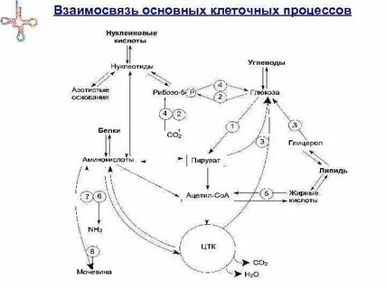 Укажите основные процессы клеточного обмена