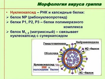 Морфология вирусов