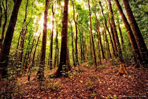 Protect forest