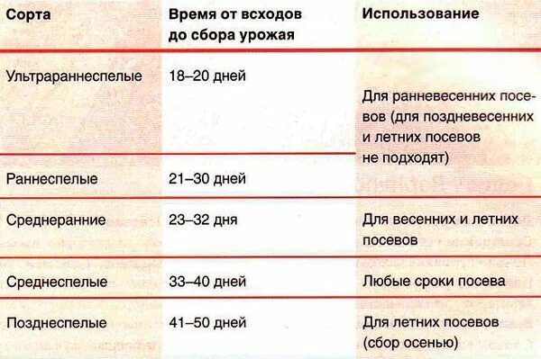 Редис срок созревания. Сроки посева редиса. редис время созревания. сроки роста редиса.