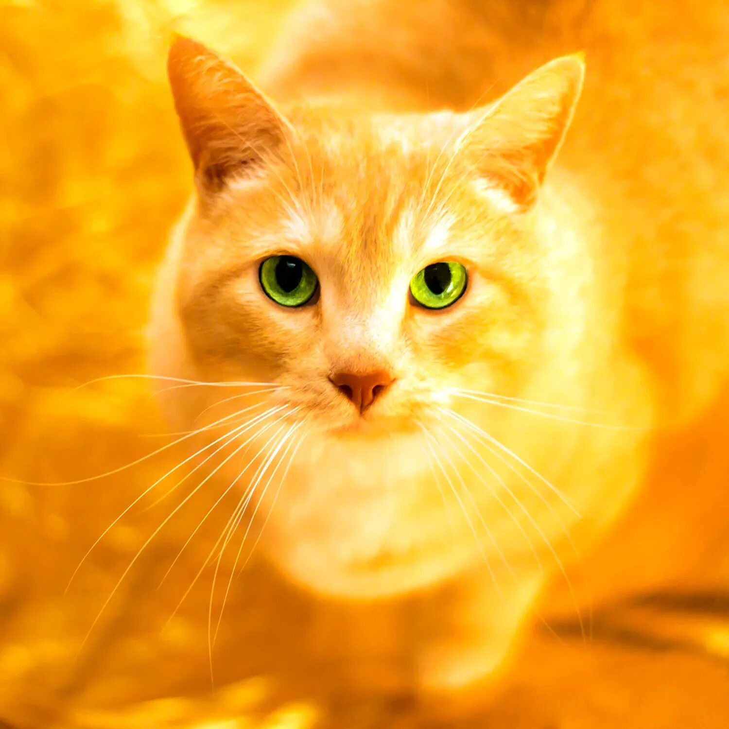 Голден Кэт. Желтый кот. Желтые коты. Рыжая кошка. Кошечка желтая