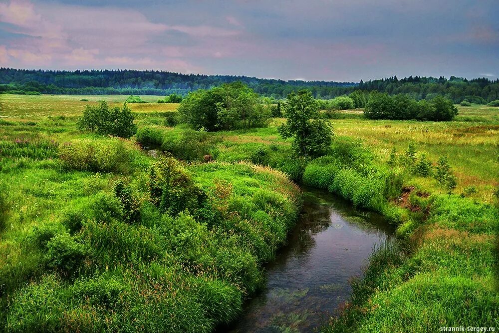 Река клязьма химки. Животные реки клязьмы. Растение клязьма. Река клязьма. Растение клязьма.