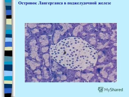 Островки лангерганса