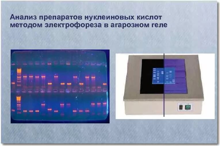 Электрофорез днк. Электрофорез нуклеиновых кислот в агарозном геле. пцр электрофорез в агарозном геле. электрофорез днк в агарозном геле. электрофорез продуктов амплификации в агарозном геле.