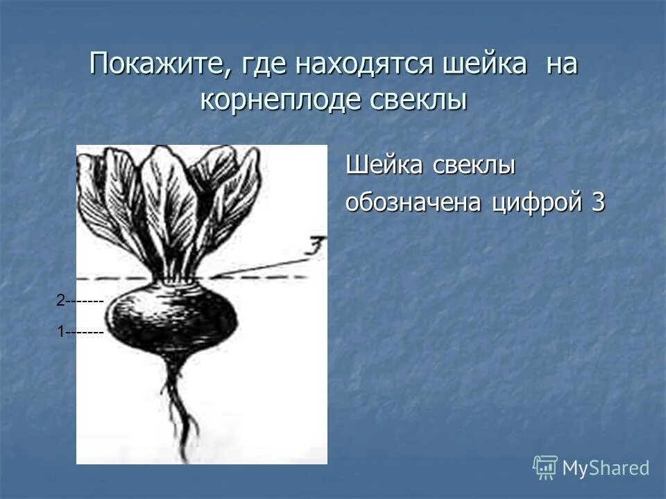 кочан капусты микориза осины корнеплод свеклы