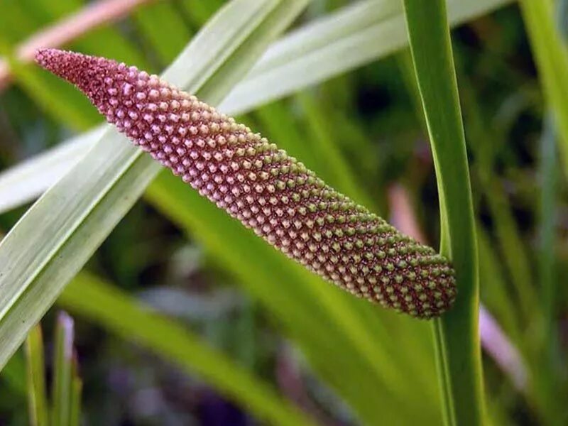 Болотные плоды. АИР болотный (Acorus Calamus). АИР обыкновенный - Acorus Calamus. АИР болотный цветет. АИР обыкновенный цветение.