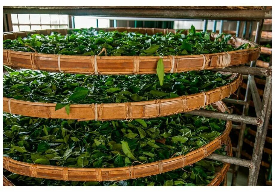 Ферментация чайноготлиста. Ферментация чайного листа. Как сушат чай. Завяливание чайного листа. Завяливание чайного листа.