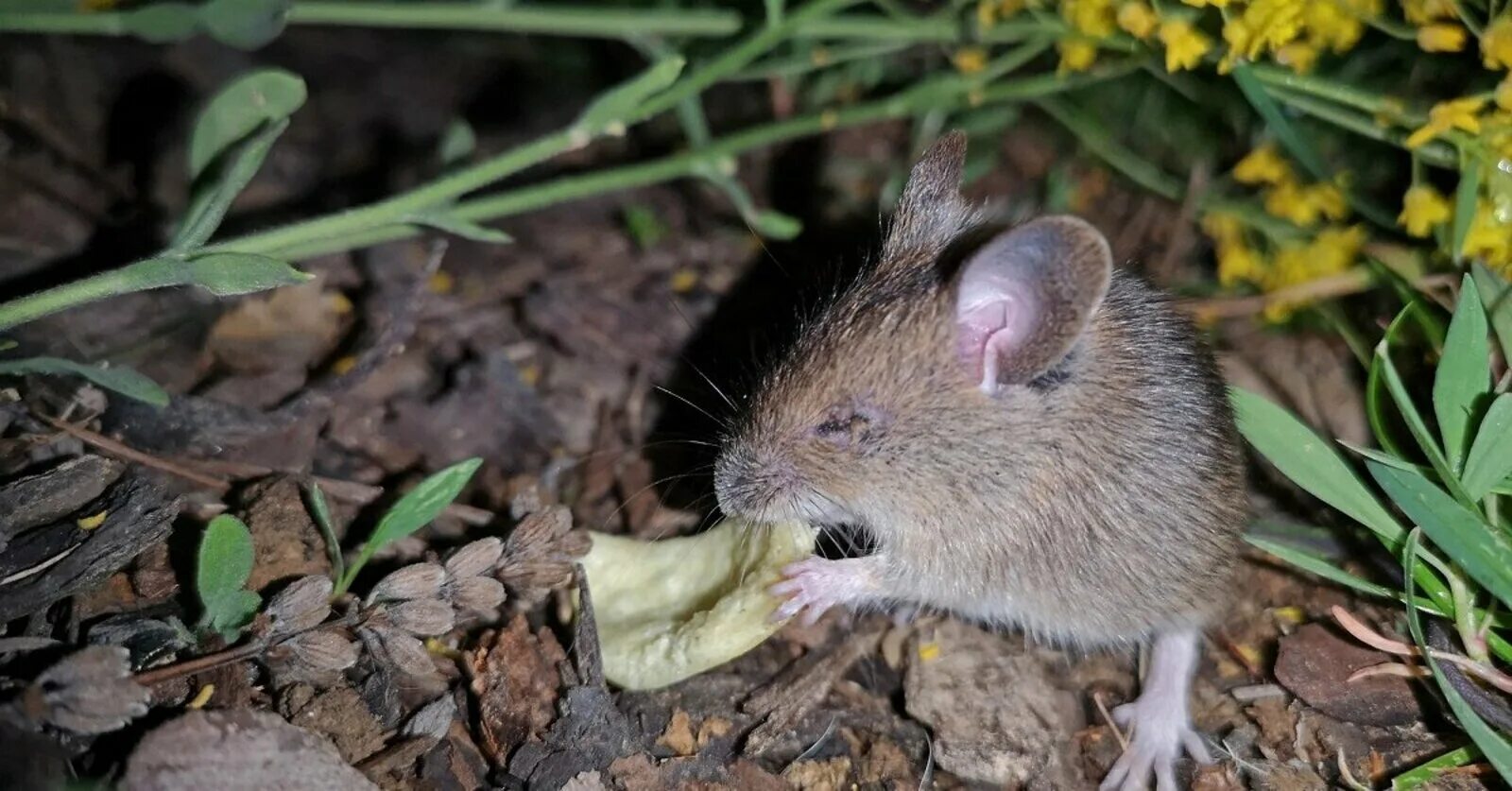 Мыши в огороде. Мышь полевка. Земляная крыса полевка. Мышь полевка серая. Мыши вредители.