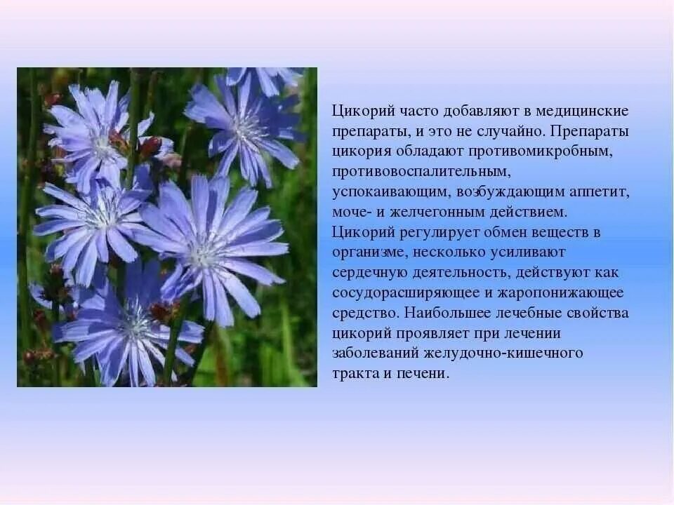 Как делают цикорий. Соцветие цикория обыкновенного. Характеристика растения цикорий обыкновенный. Цикорий обыкновенный сорные. Цикорий атлас определитель.