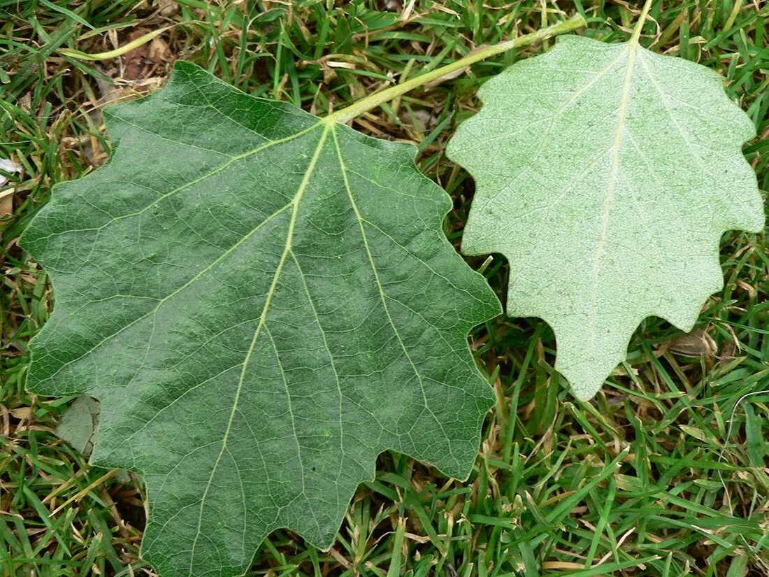 Тополь сереющий листья. Осина крупнозубчатая. Populus Alba Тополь белый. Тополь сереющий - Populus canescens. Придорожный листья