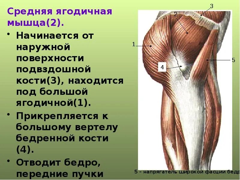 Кости прикрепляется. Мышцы прикрепляющиеся к большому вертелу бедренной кости. средняя ягодичная мышца. передние пучки средней ягодичной мышцы. ягодичная бугристость бедренной кости.
