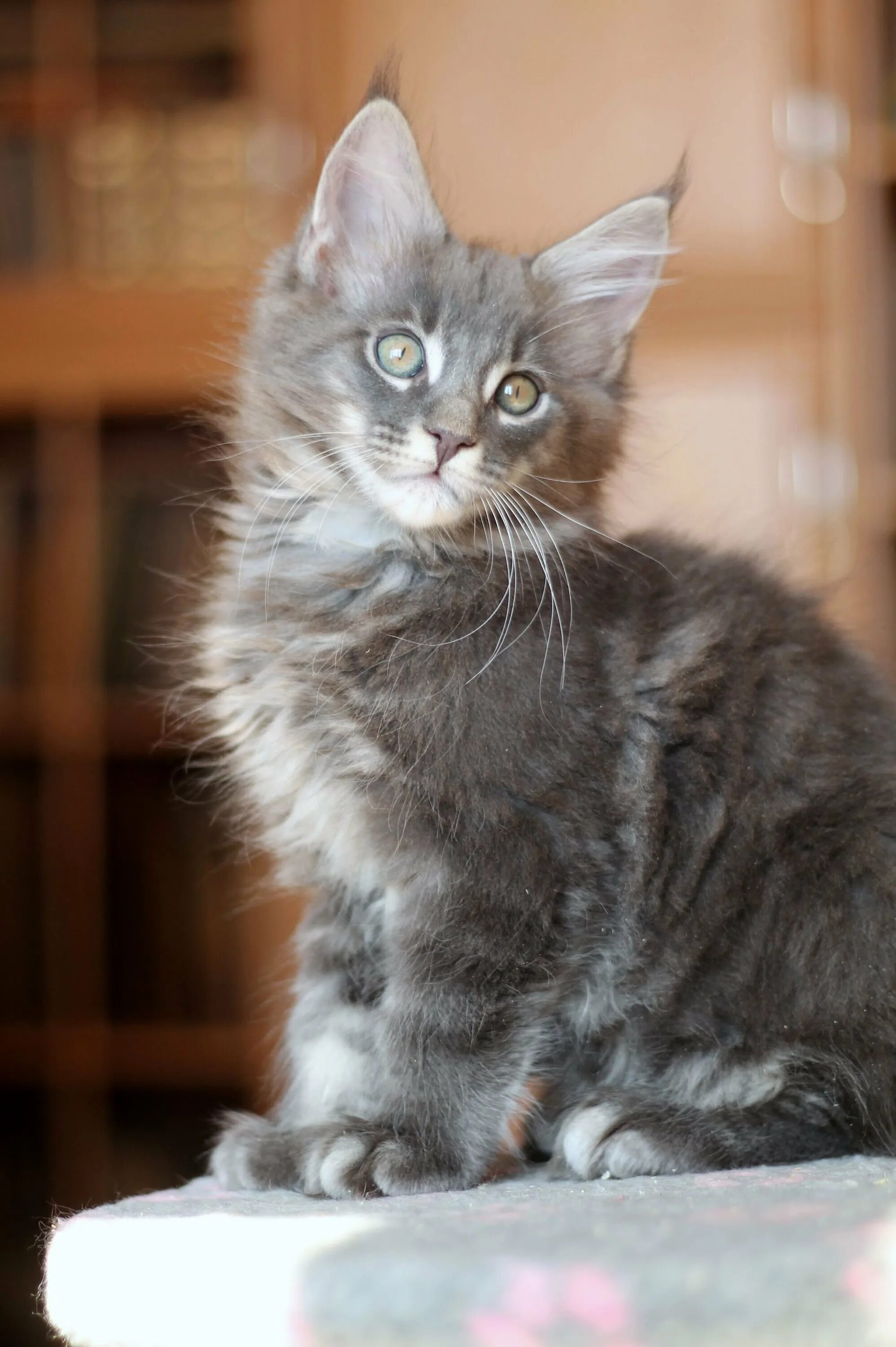 Faydark Aria - Faydark Maine-Coon Cattery