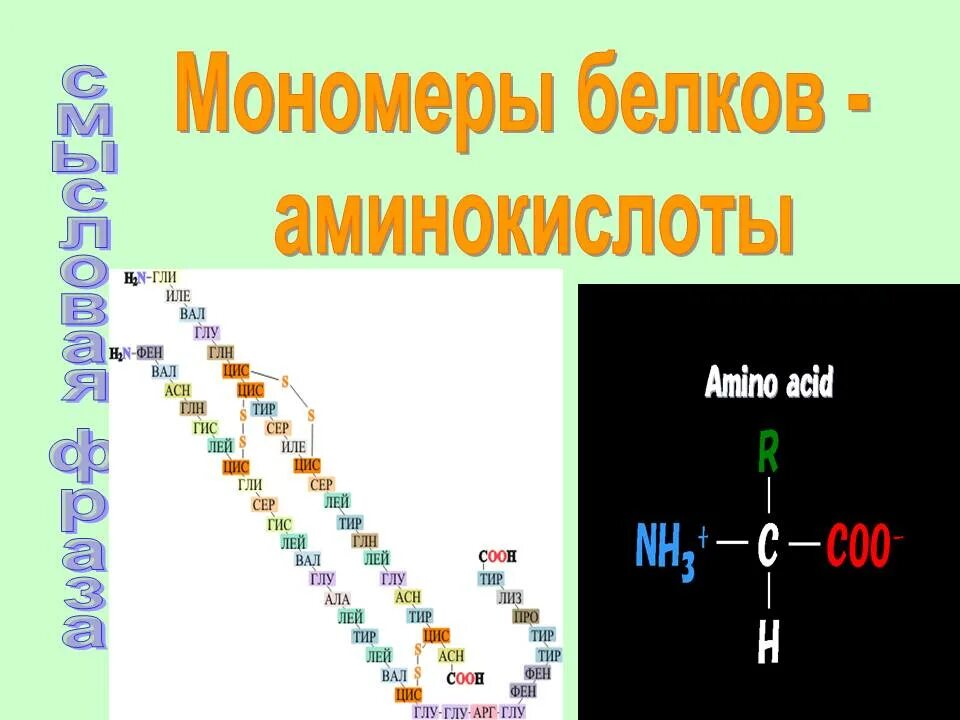 Белки и аминокислоты строение и функции. Белки строение мономера. мономер белка аминокислота. аминокислоты мономеры белков. строение мономера белка.