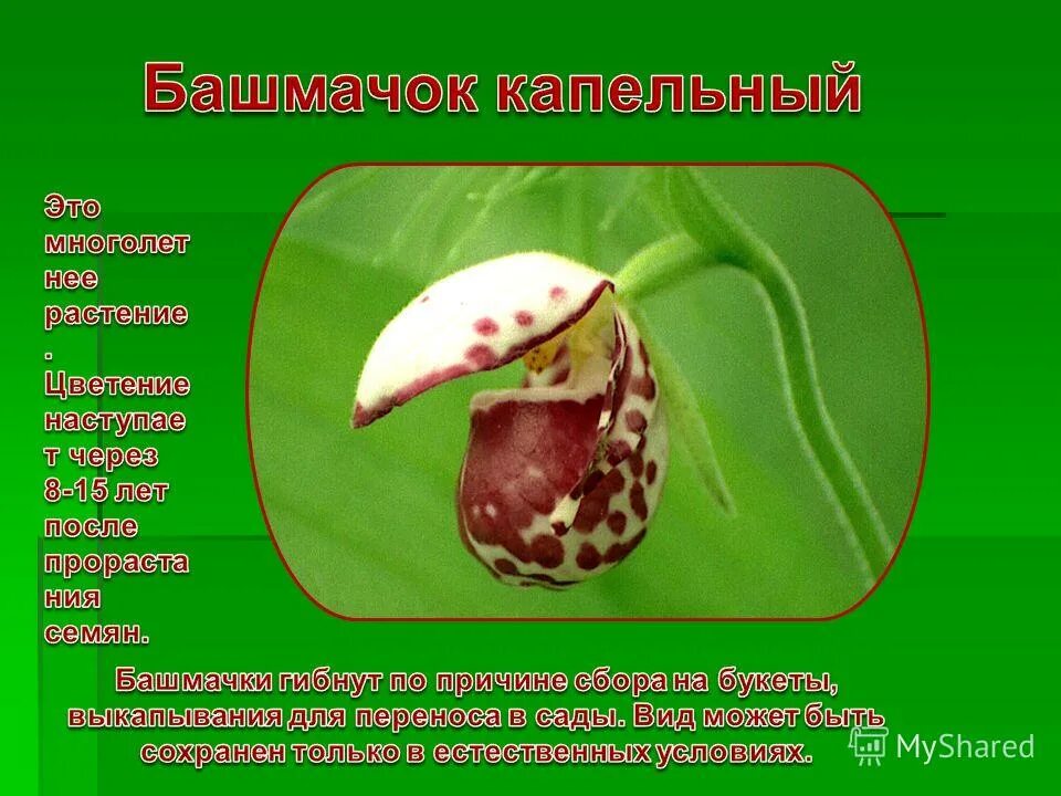 Что означают башмачки. Тапочки святого спиридона тримифунтского. Что означают башмачки. Башмачок настоящий венерин башмачок. Что означают башмачки.