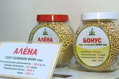 Амурская соя