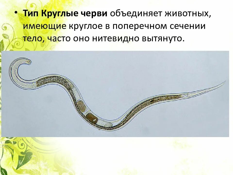 Круглые черви 7 класс биология. Тип круглые черви 7 класс биология. Тип круглые черви тело круглое в поперечном сечении.