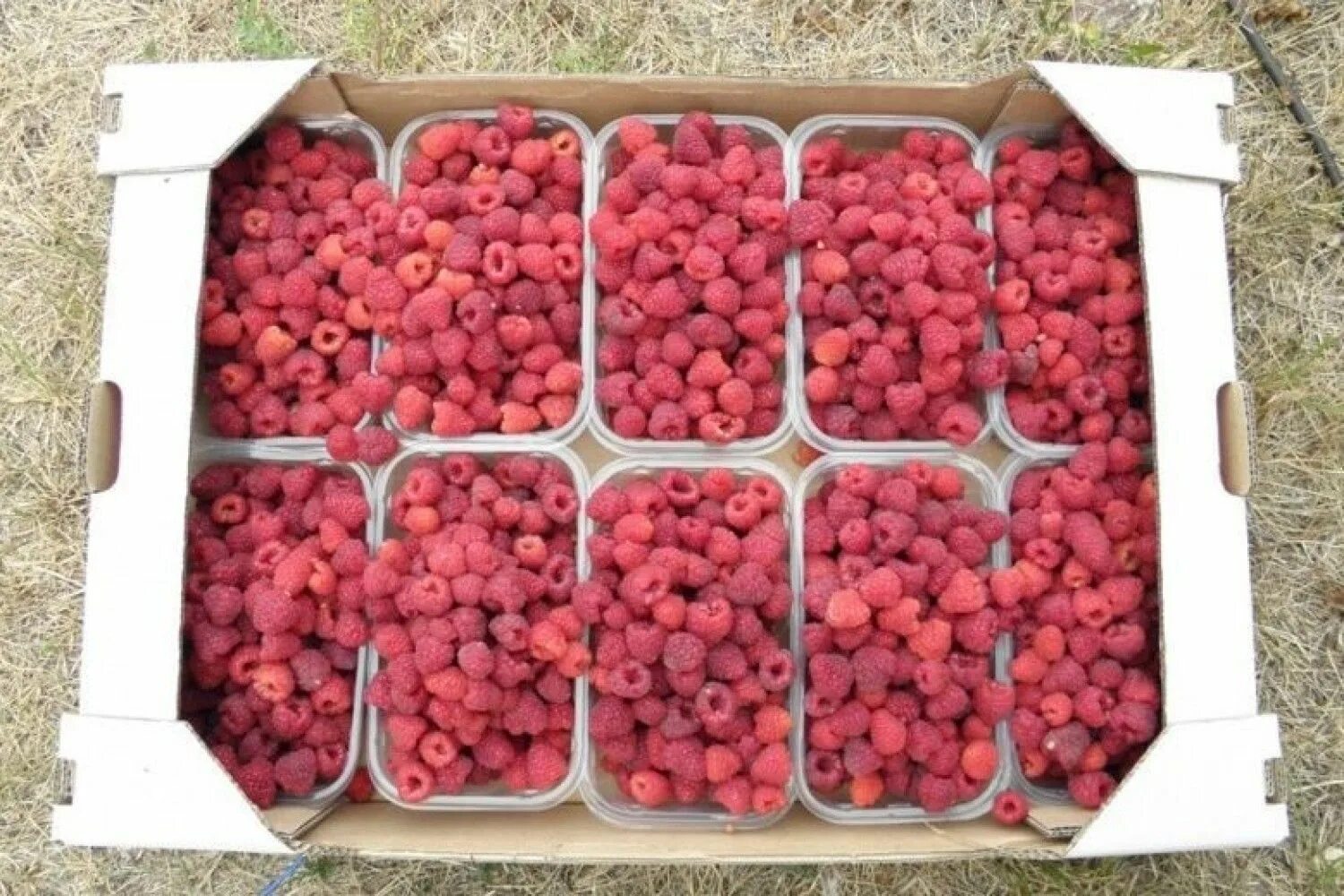 малина в коробочке. коробочка малины. ящик для ягод. коробочка малины. малина свежая, мексика, 125 гр.