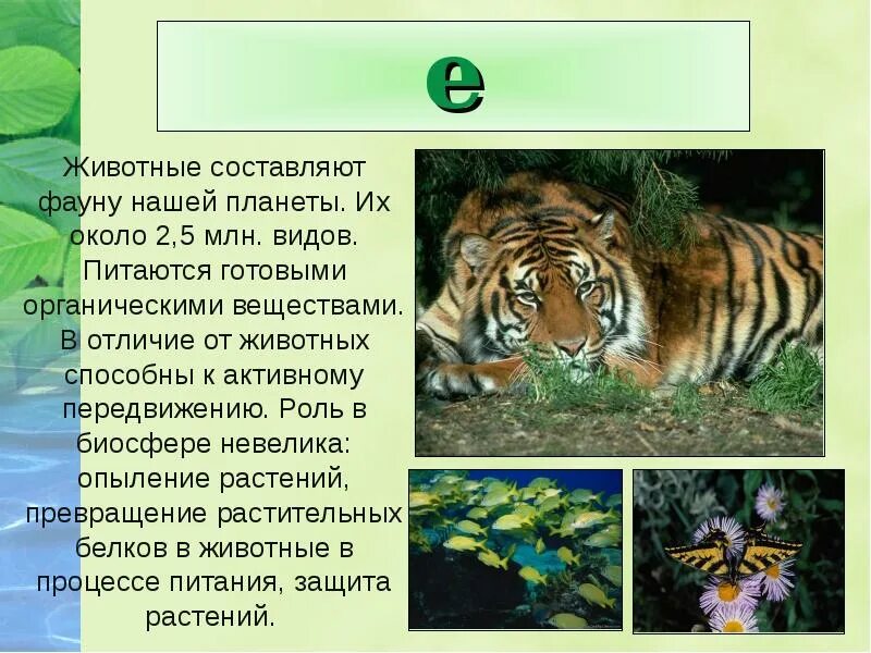 В животном царстве существует несколько веществ. Царство животные. Презентация на тему царство животных. Царство животных кратко. Презентация на тему царство животных 5 класс биология.