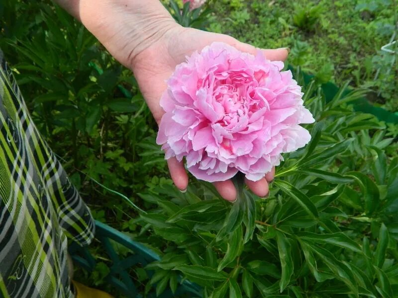 Пион игольчатый фото Каталог пионов, сорта пионов, Paeonia catalog, описание сортов пионов, Фотографи