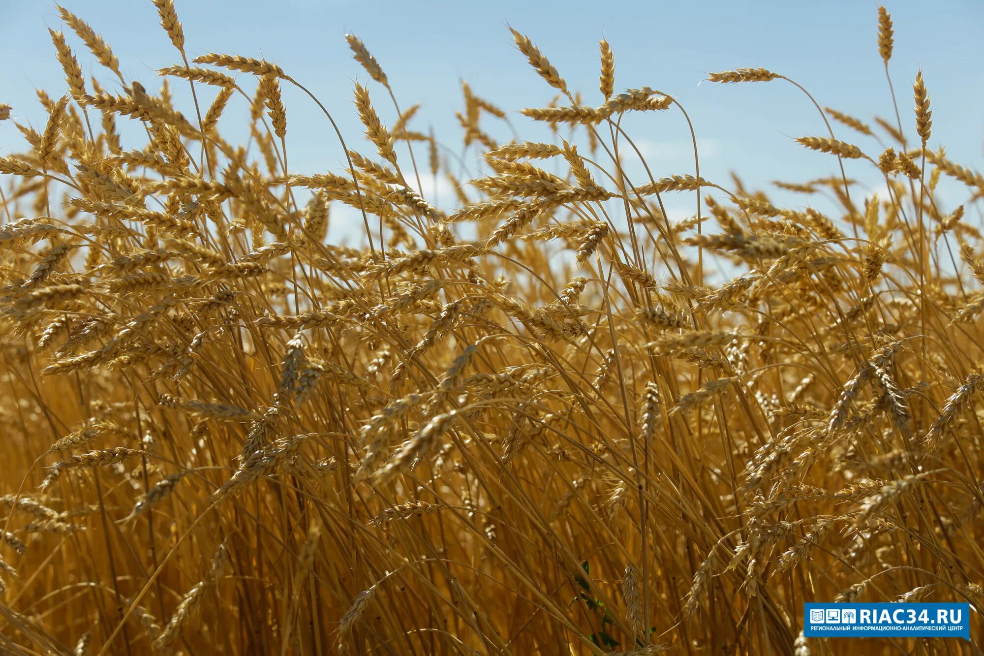 Посев зерновых. Хозяйство волгограда. Растениеводство волгоградской области. Сельское хозяйство волгограда и волгоградской области. Сельское хозяйство в волгоградском районе.