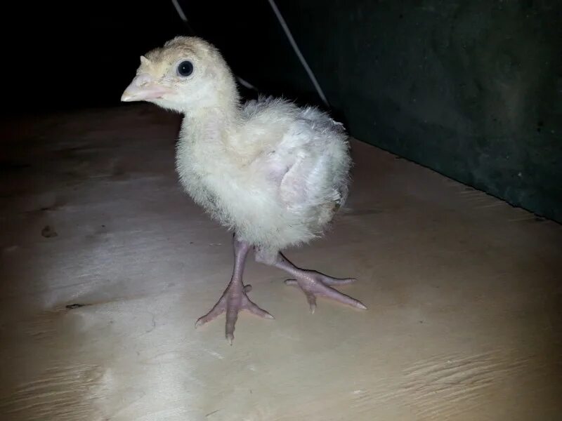 Индюшата пищат. Цыплята индюшата. маленькие индюшата.