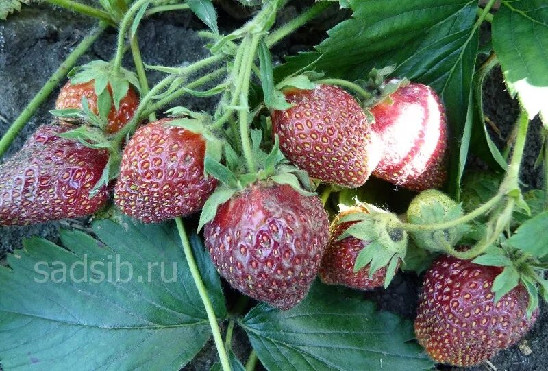 Сорт клубники бордового цвета