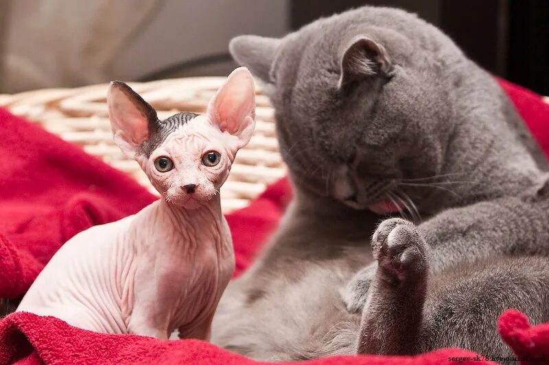 Включи какие то котики