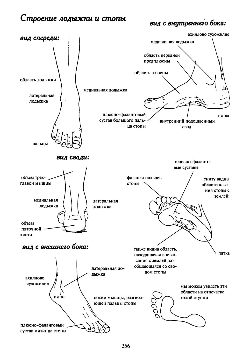 Строение стопы ноги снизу. Как называются части стопы человека. Строение ноги голень голеностоп. Как называется косточка на ноге сбоку.
