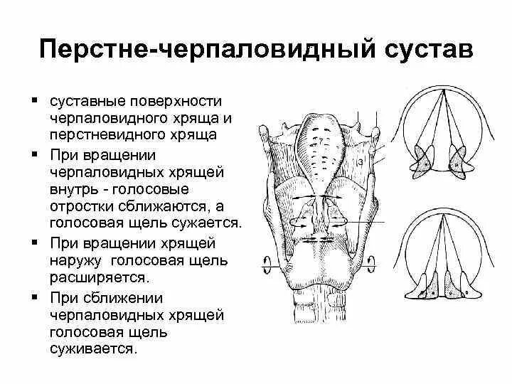 Какая мышца расширяет голосовую щель